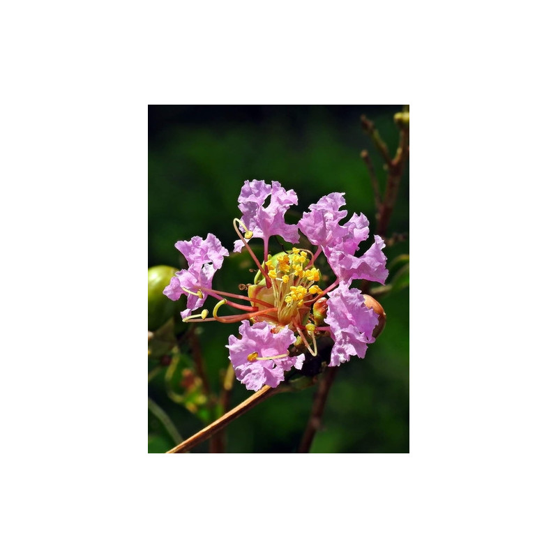 Lagerstroemia indica