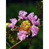 Lagerstroemia indica