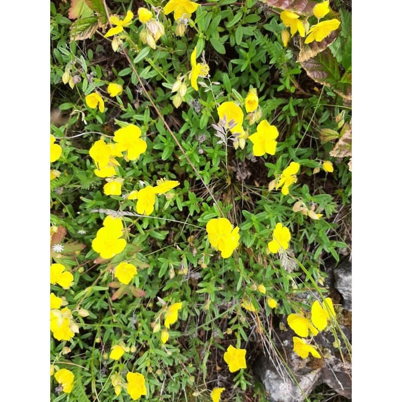 Helianthemum antitauricum