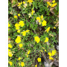 Helianthemum antitauricum