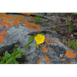 Helianthemum antitauricum
