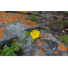 Helianthemum antitauricum