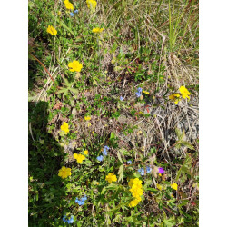 Helianthemum antitauricum