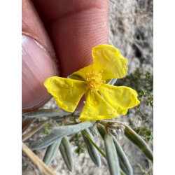 Helianthemum germanicopolitanum