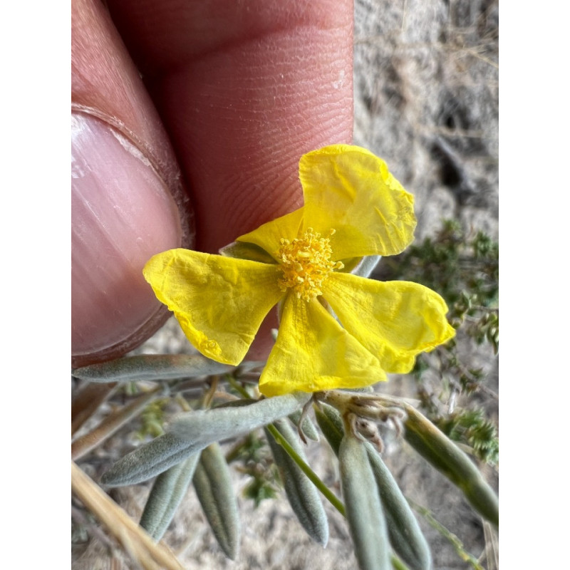 Helianthemum germanicopolitanum