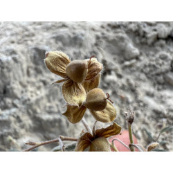 Helianthemum germanicopolitanum
