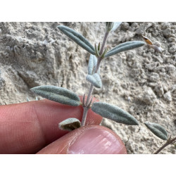 Helianthemum germanicopolitanum