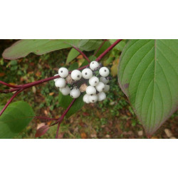 Cornus alba