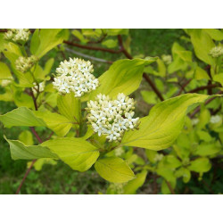 Cornus alba