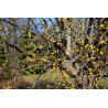 Cornus mas