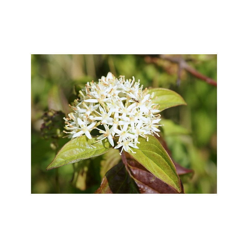 Cornus sanguinea