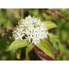 Cornus sanguinea