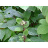 Cornus sanguinea