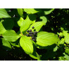 Cornus sanguinea