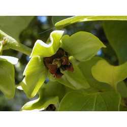 Diospyros kaki