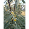 Elaeagnus angustifolia