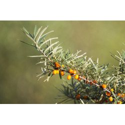 Hippophae rhamnoides
