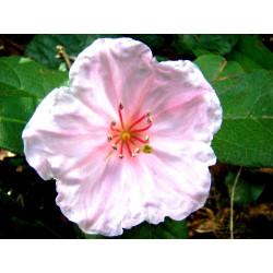 Epigaea gaultherioides