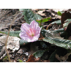 Epigaea gaultherioides