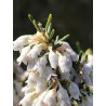 Erica arborea