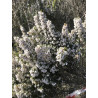 Erica arborea