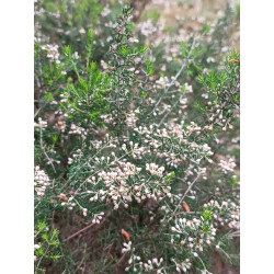 Erica arborea
