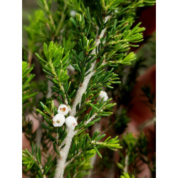 Erica arborea
