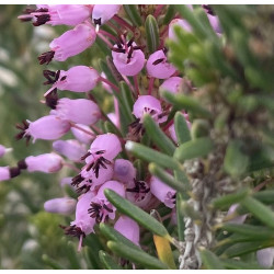 Erica manipuliflora