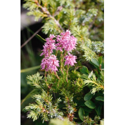 Erica spiculifolia