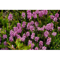 Erica spiculifolia