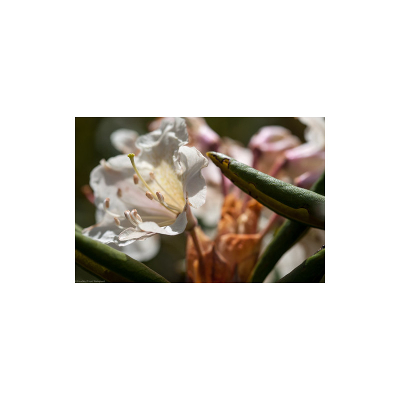 Rhododendron caucasicum