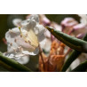 Rhododendron caucasicum