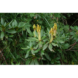 Rhododendron caucasicum
