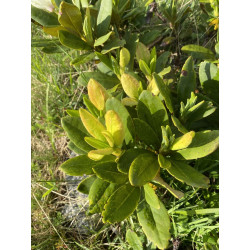 Rhododendron caucasicum
