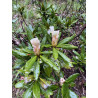 Rhododendron caucasicum