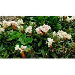 Rhododendron caucasicum