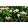 Rhododendron caucasicum