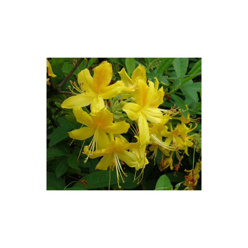 Rhododendron luteum