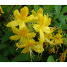 Rhododendron luteum