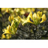 Rhododendron luteum