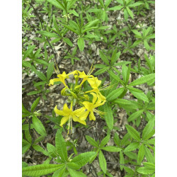 Rhododendron luteum