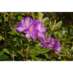 Rhododendron ponticum