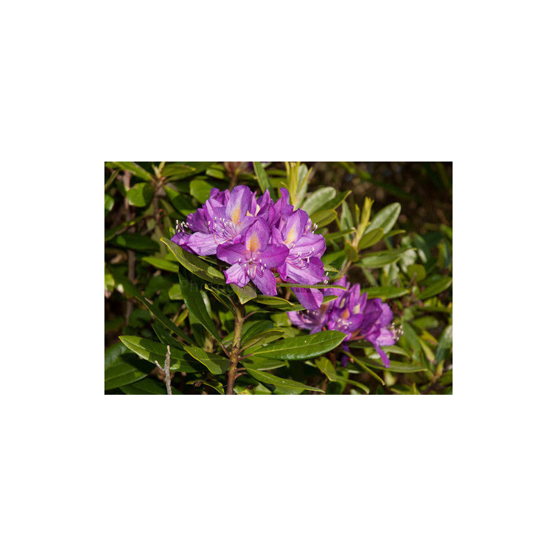 Rhododendron ponticum