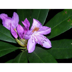 Rhododendron ponticum