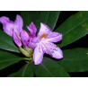 Rhododendron ponticum