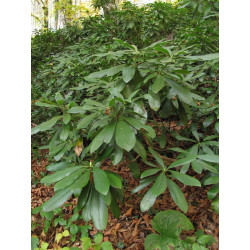 Rhododendron ponticum