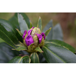 Rhododendron ponticum