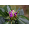 Rhododendron ponticum