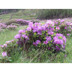 Rhododendron ponticum