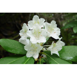 Rhododendron ungernii
